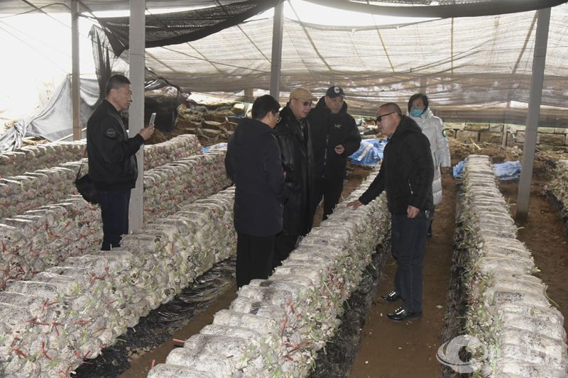 【中经专家团-“香菇之乡”遵化行】中国食文化研究会副会长尹长龙一行在河北遵化南岗红伟家庭农场考察调研
